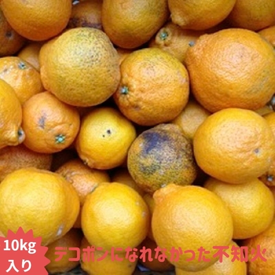 不知火（しらぬい） | 天草市場WebShop
